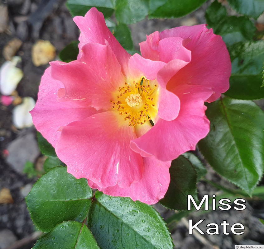 'Miss Kate ®' rose photo