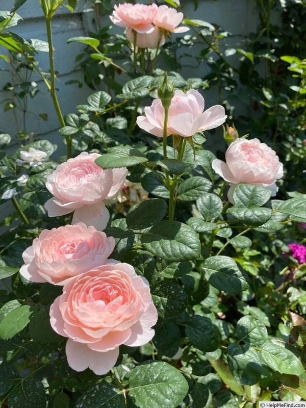 'Queen of Sweden' rose photo