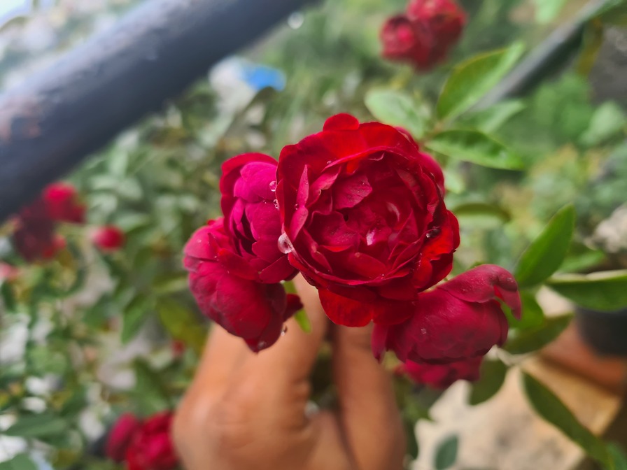 'Rashmi' rose photo