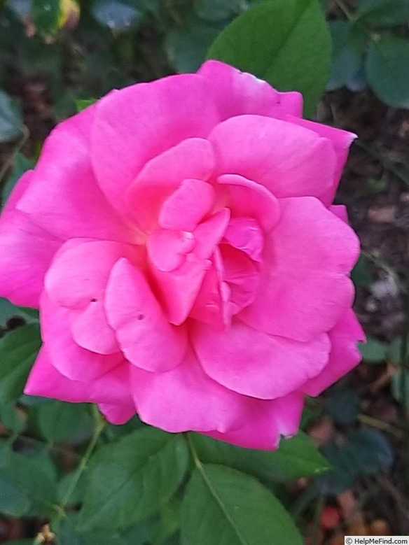 'Stéphanie de Mónaco ®' rose photo