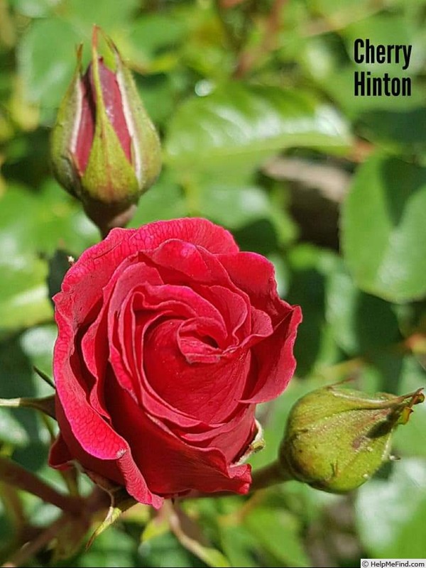 'Cherry Hinton' rose photo
