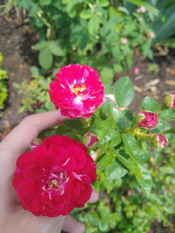 'Ja19-06' rose, click to enlarge 'Ja19-06' rose photo