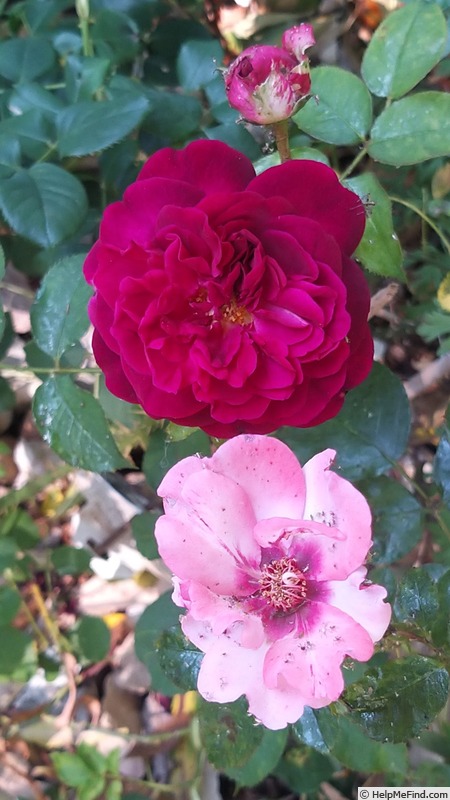 'Munstead Wood ®' rose photo