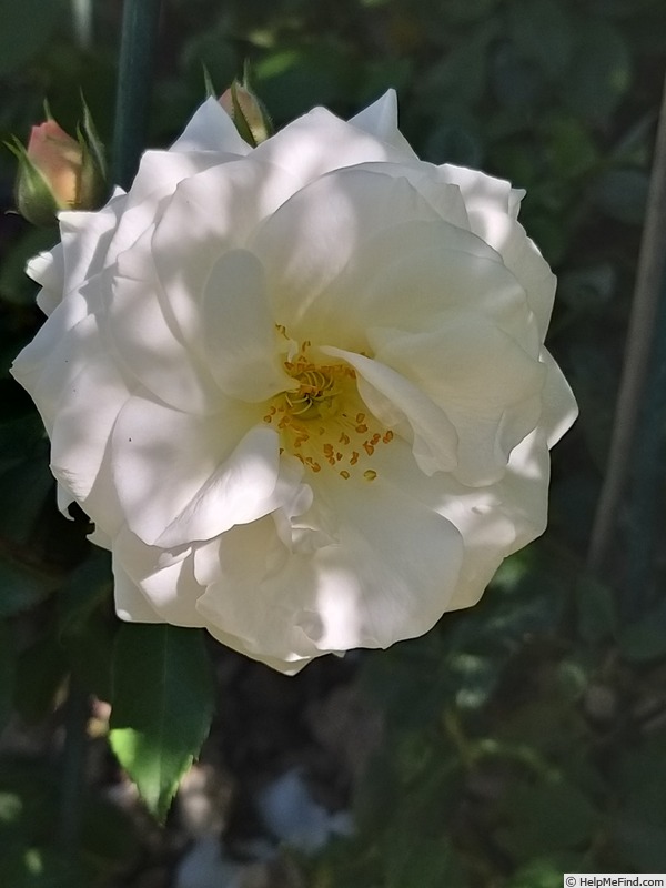 'Midsummersnow ®' rose photo