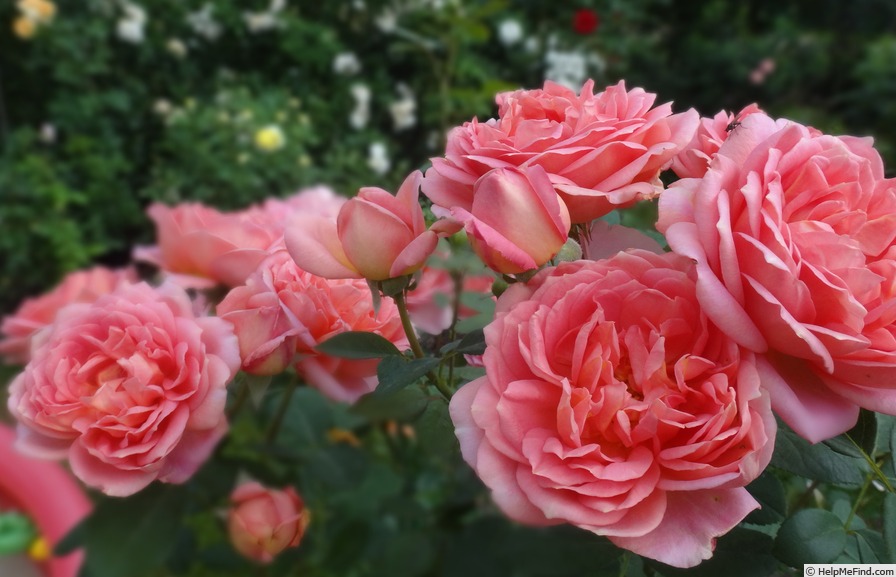 'Pink Lаdy of Shalott' rose photo