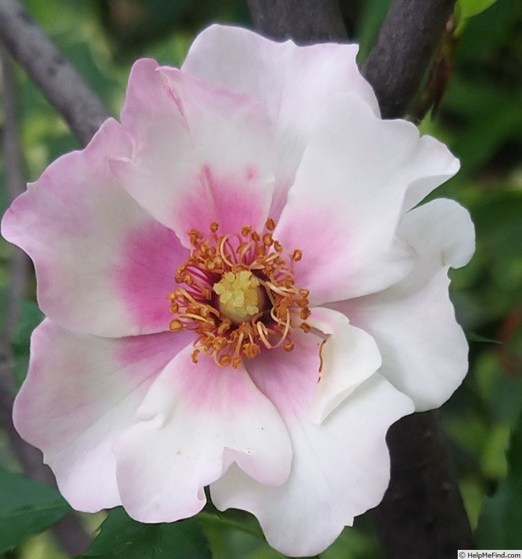 'Trendy Babylon Eyes ®' rose photo