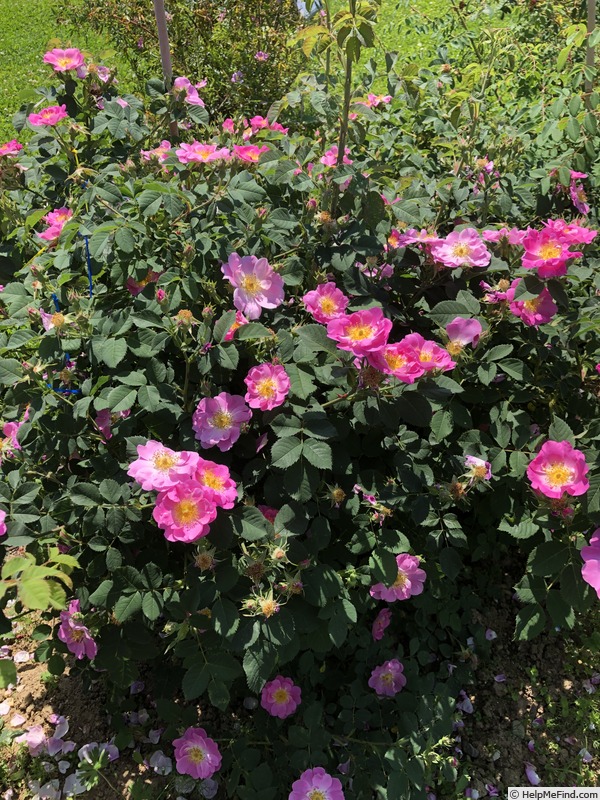 'AKA 161-18' rose photo