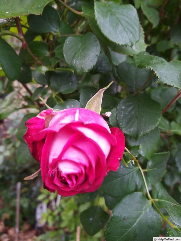 'Monica Bellucci®' rose photo