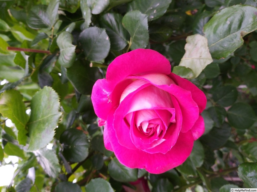 'Monica Bellucci®' rose photo