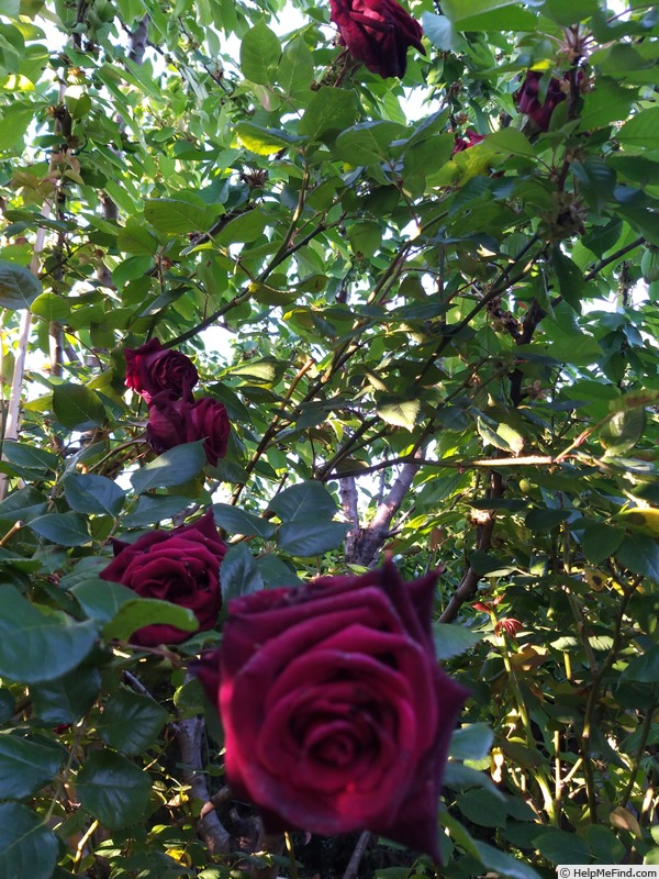'Black Baccara ™' rose, click to enlarge 'Black Baccara ™' rose photo
