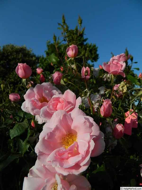 'Crested Abundance' Rose Photo