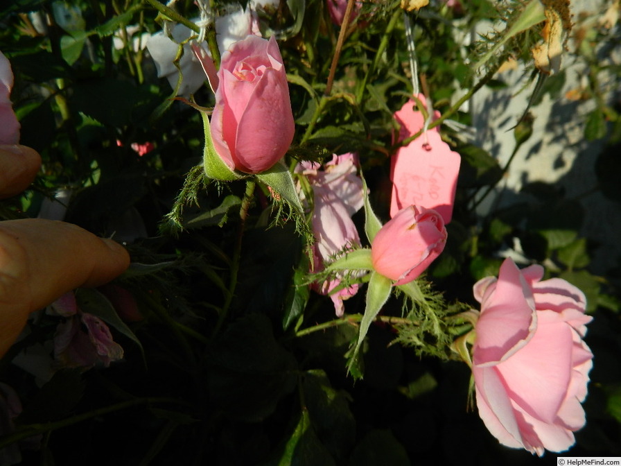 'Crested Abundance' rose photo