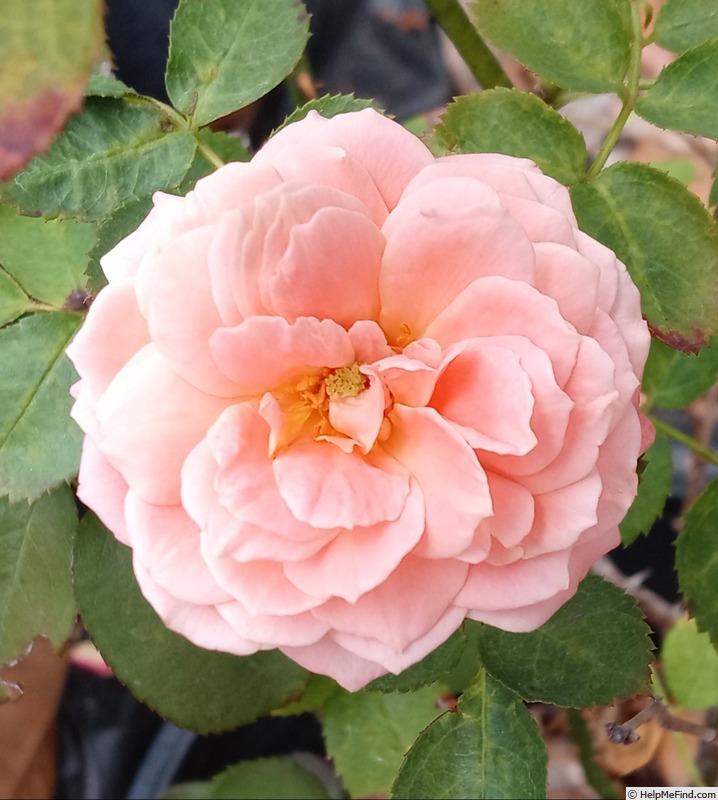 'Chic (floribunda, Boerner 1953)' rose photo