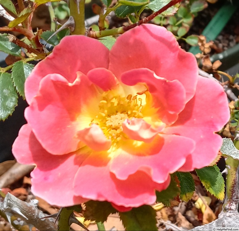 'Fruity Petals' rose photo
