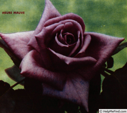 'Heure Mauve' rose photo