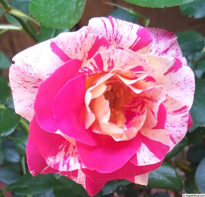 'Camille Pissarro ™' rose photo