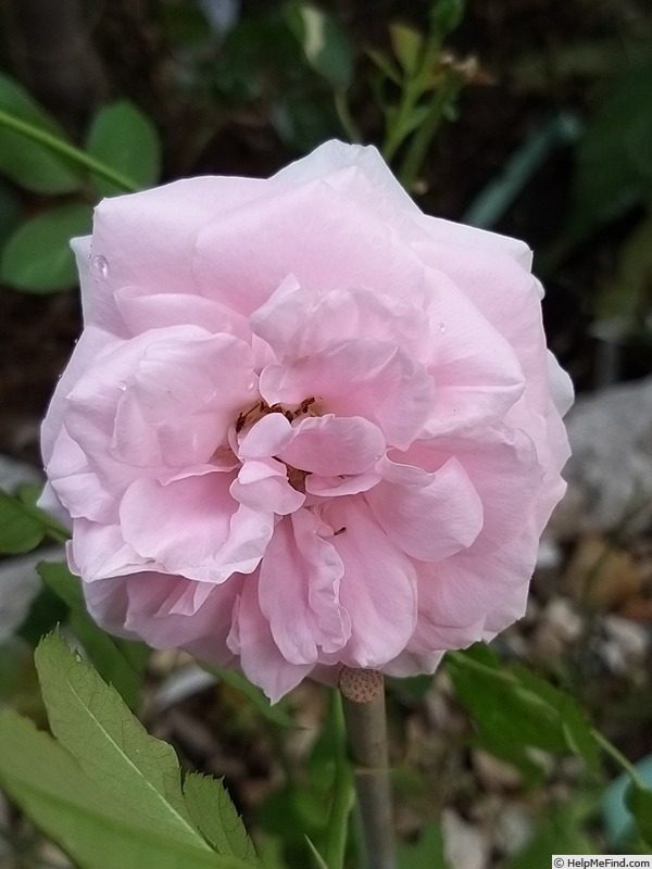 'The Faun' rose photo