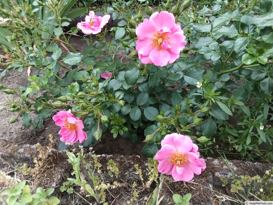 'Bienenweide Rosa' rose photo