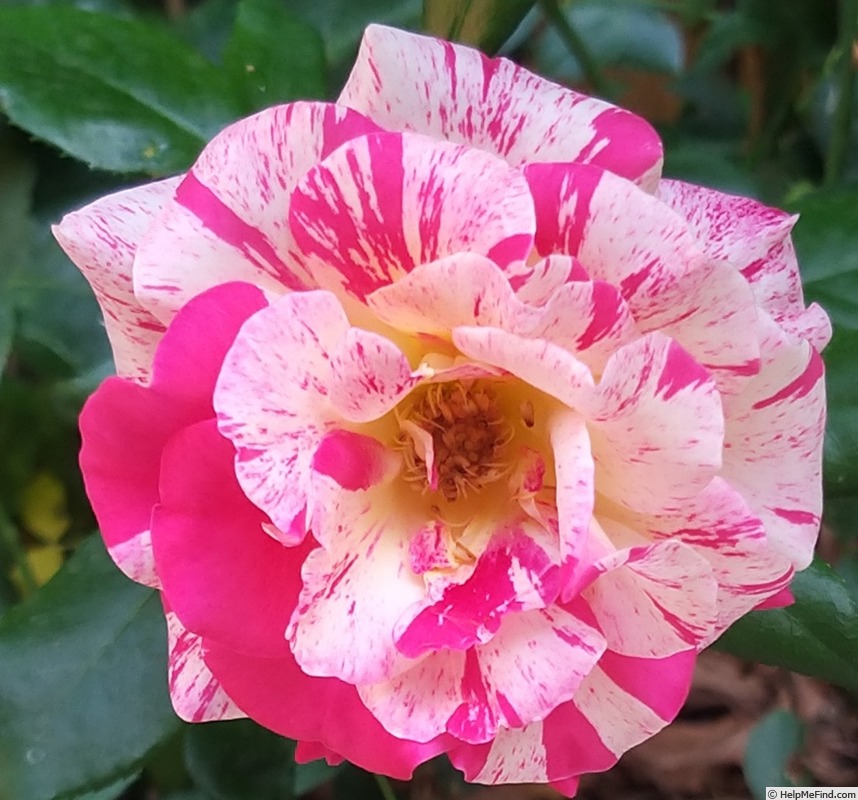 'Camille Pissarro ™' rose photo