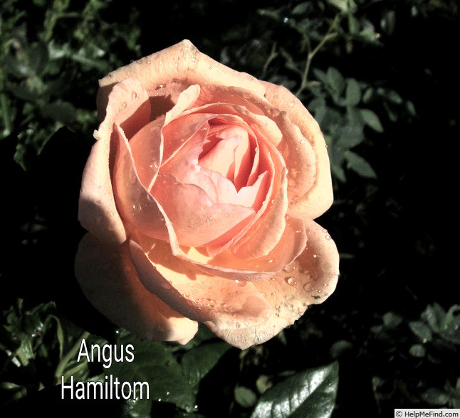 'Angus Hamilton' rose photo
