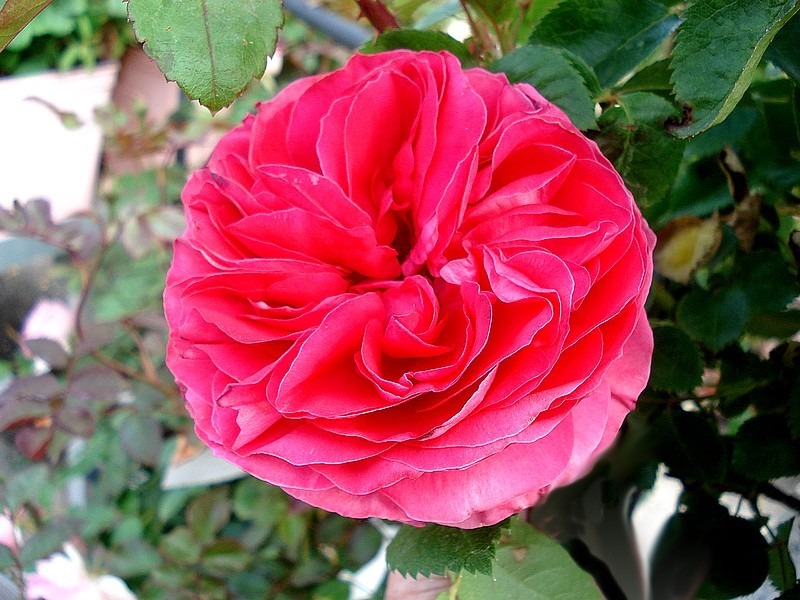'Cherry Lady ® (hybrid tea, Kordes, 2002/12)' rose photo