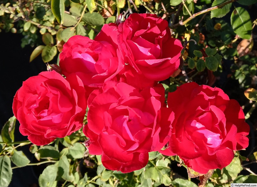 'Ruby Lips' rose photo