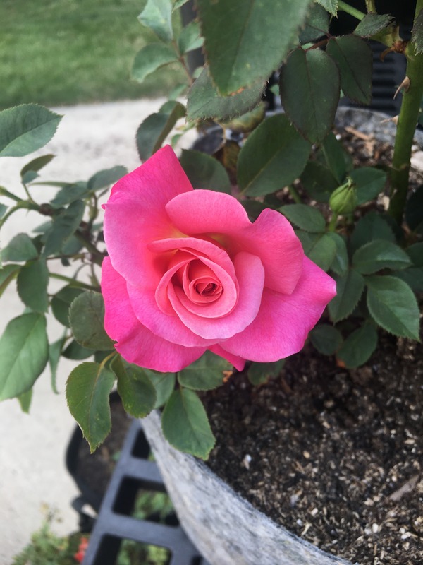 'Tropical Daze' rose photo