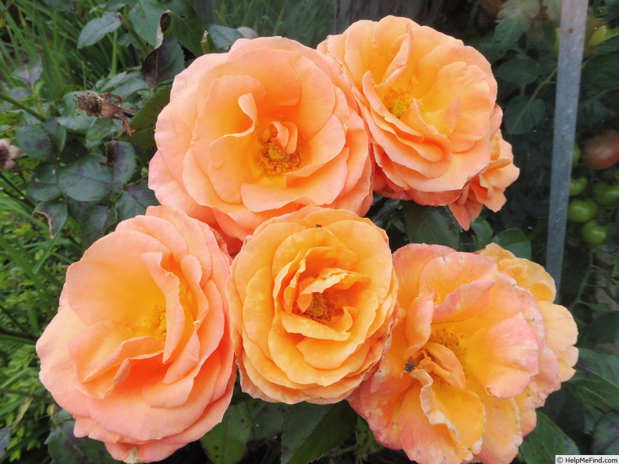 'Mama Mia! (hybrid tea, Fryer, 2006)' rose photo