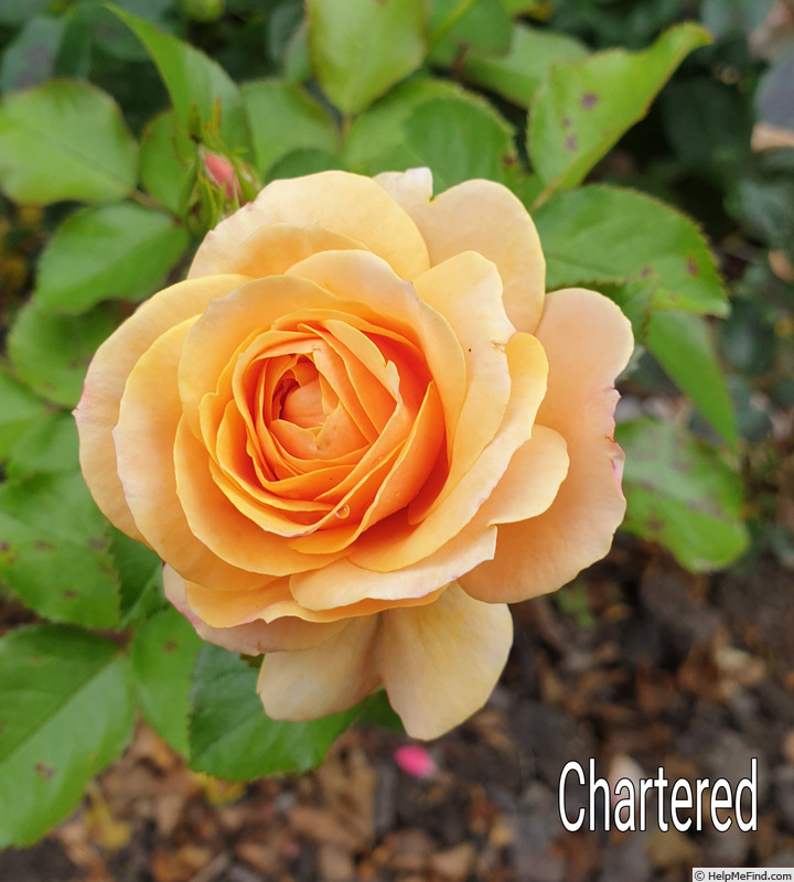 'Chartered' rose photo