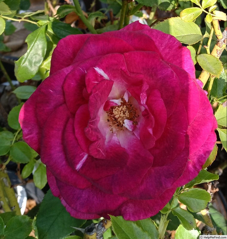 'Purple Passion ™' rose photo