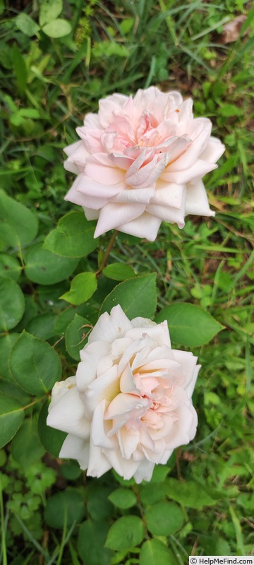 'Mrs. Hugh Dickson' rose photo