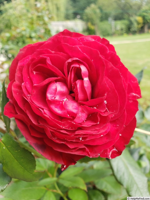 'Birthe Kjaer Renaissance ®' rose photo