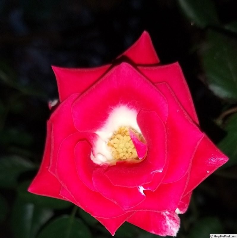 'Anne Roumanoff' rose photo