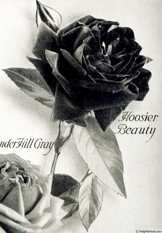 'Hoosier Beauty' rose photo
