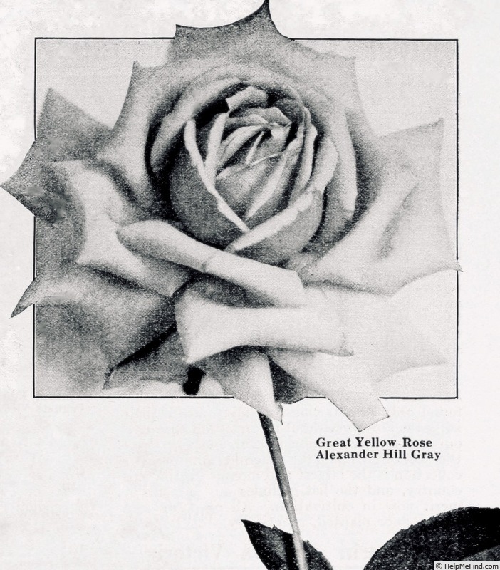 'Alexander Hill Gray (tea, Dickson, 1909)' rose photo