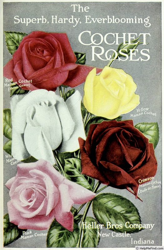 'Helen Gould' rose photo