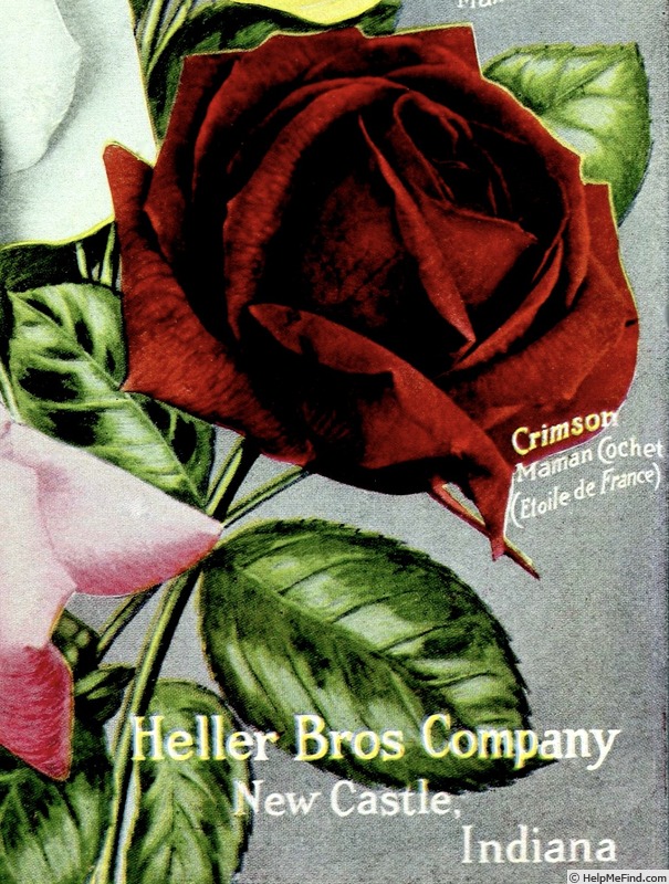 'Étoile de France (hybrid tea, Pernet-Ducher, 1904)' rose photo