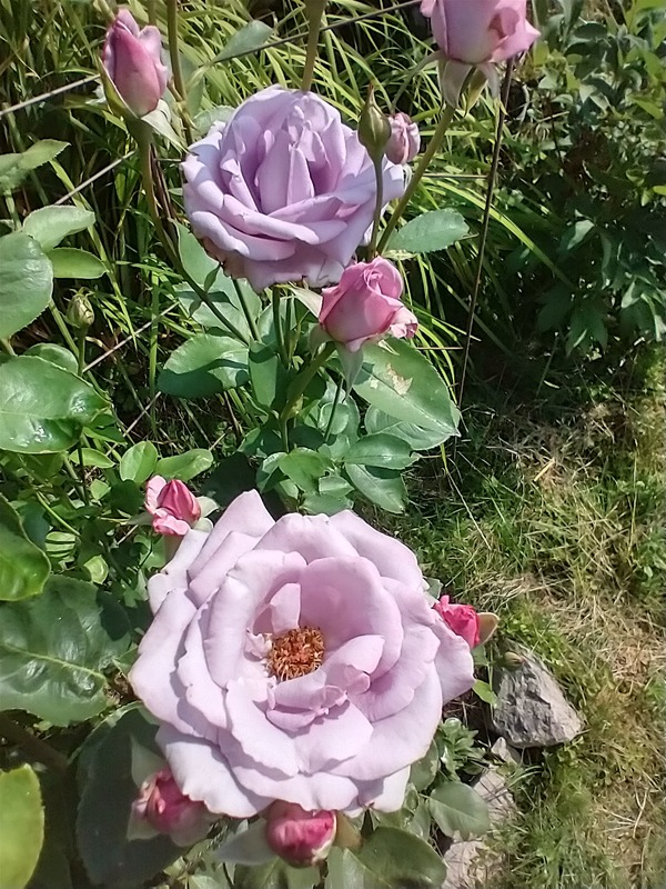 'Azubis ®' rose photo