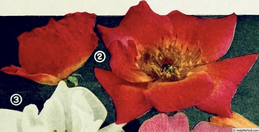 'Isobel' rose photo