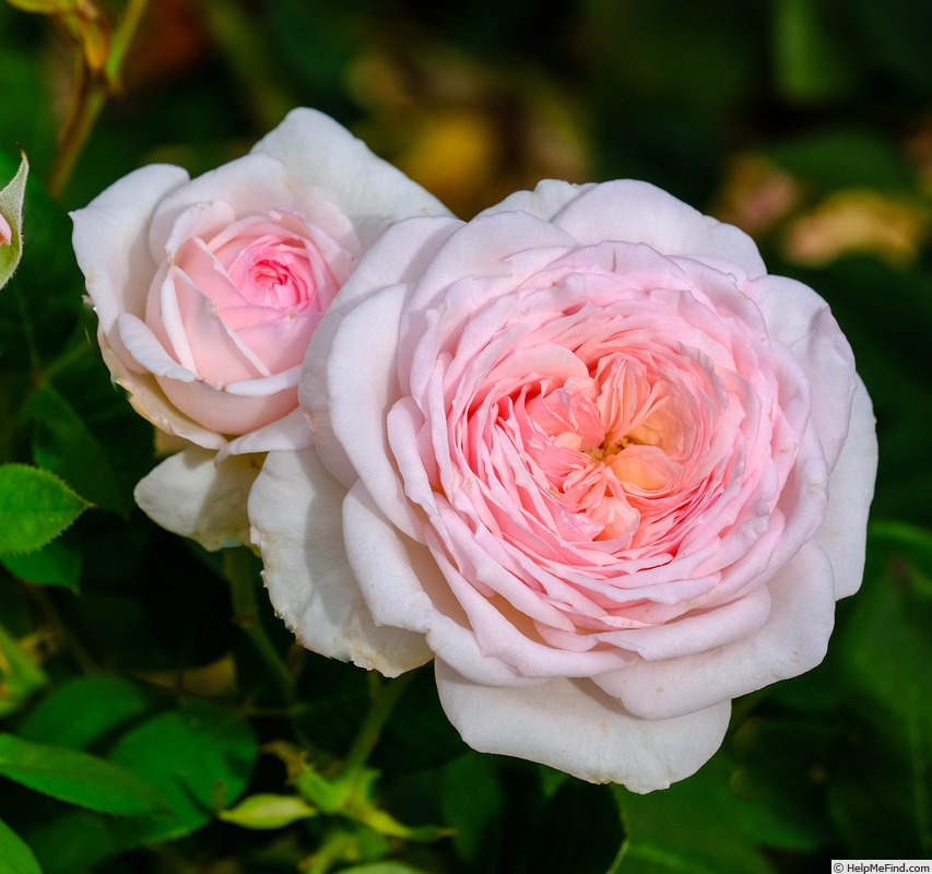 'Magnificent Perfume' rose photo