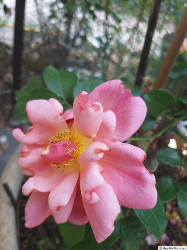 'Aprikola ®' rose photo