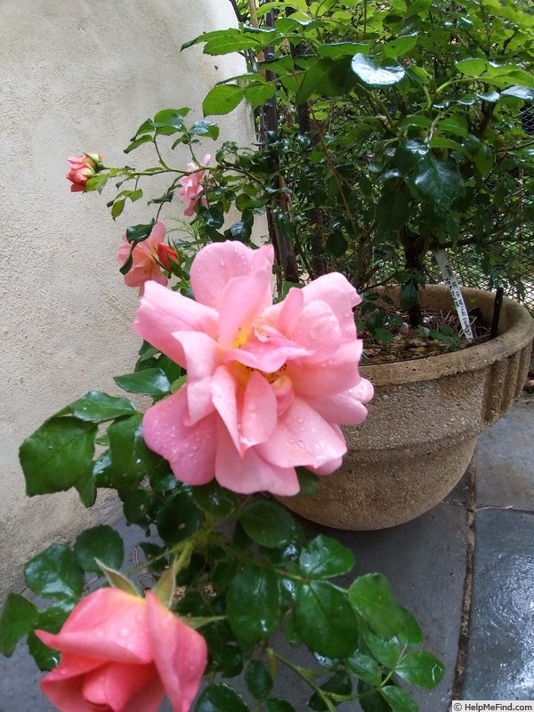 'Aprikola ®' rose photo