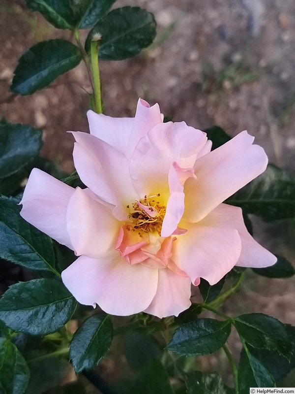 'Aprikola ®' rose photo