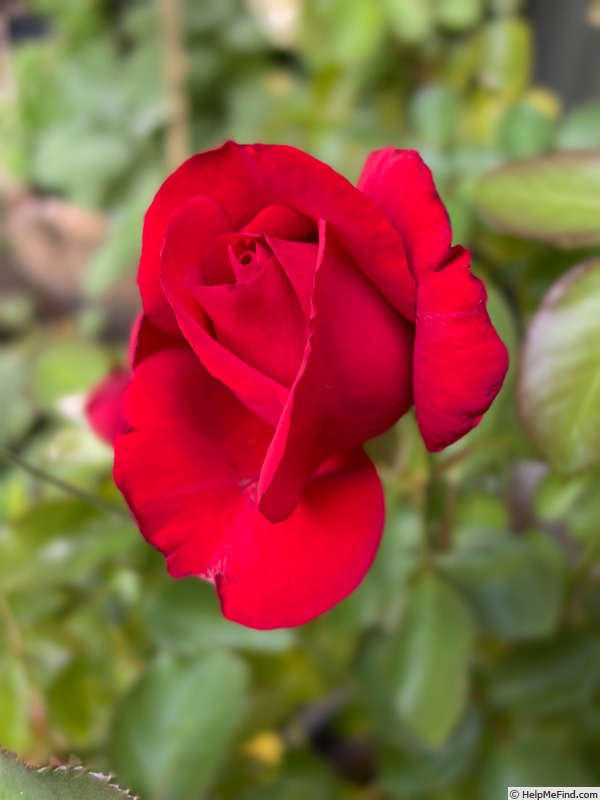 'Heart Song ™' rose photo
