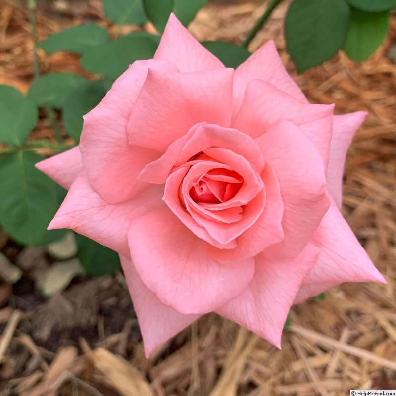 'Seventeen' rose photo