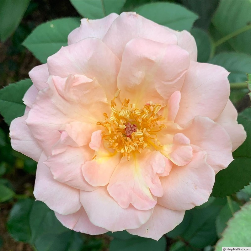 'Pat Henry' rose photo