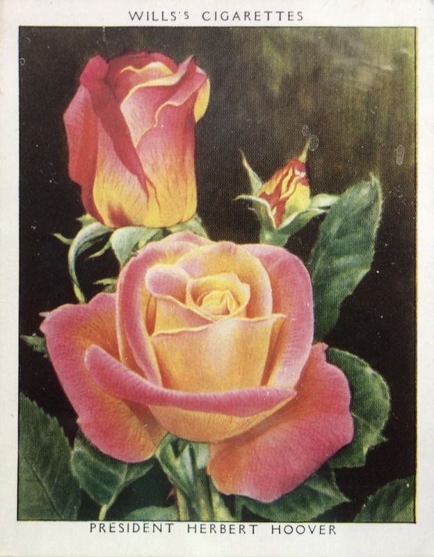 'President Herbert Hoover' rose photo