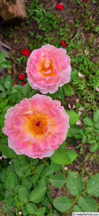 'Penelopeia' rose photo