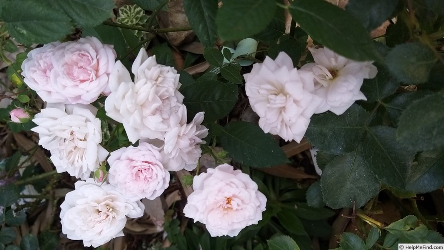 'Marie Pavié' rose, click to enlarge 'Marie Pavié' rose photo