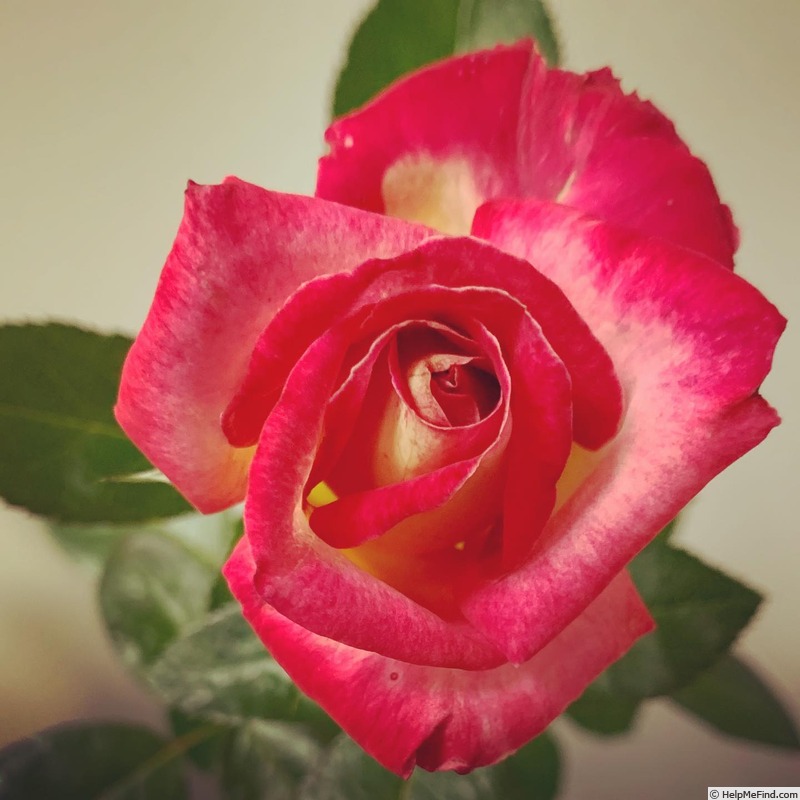 'Jewel Grace' rose photo